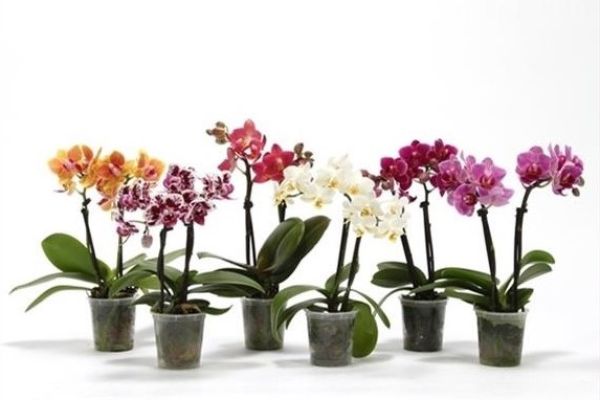 PHALAENOPSIS 2T MINI MIX