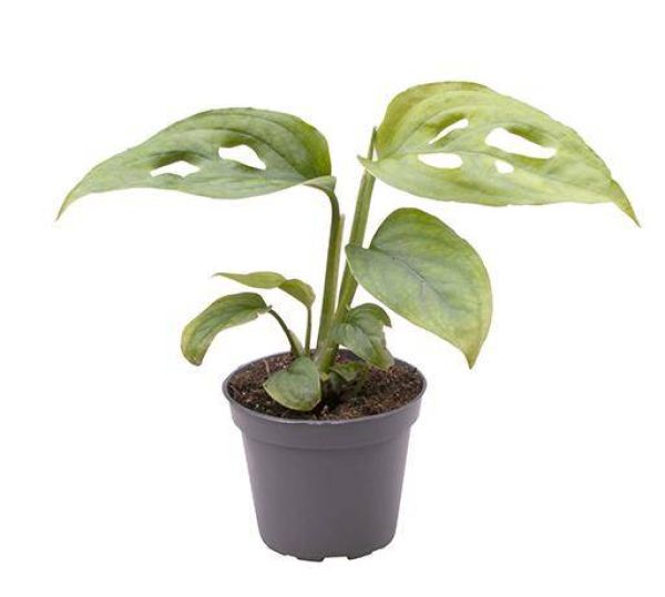 PHILODENDRON DEL. ADENSONII