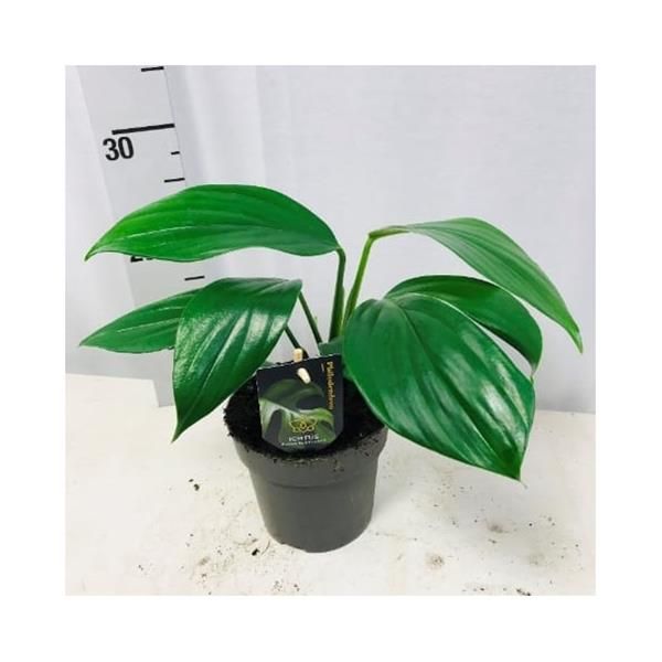 PHILODENDRON DRAGON TAIL-S