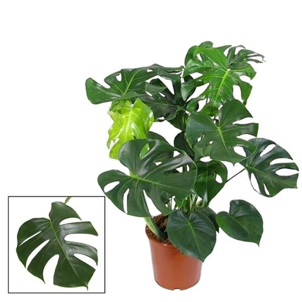 PHILODENDRON MONSTERA