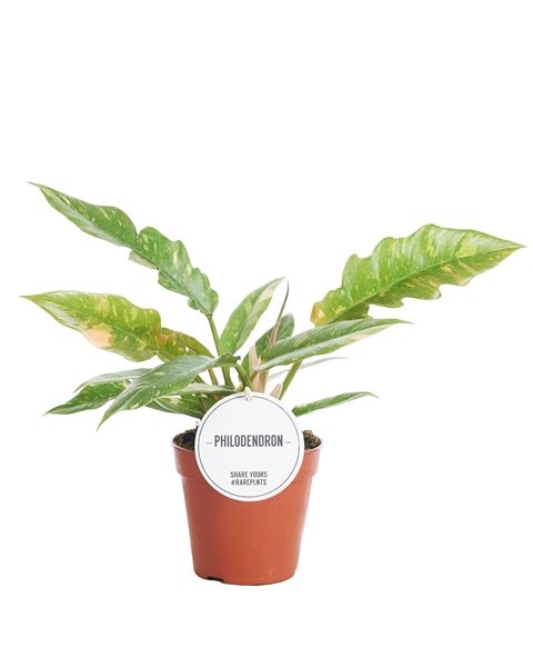 PHILODENDRON RING OF FIRE -S