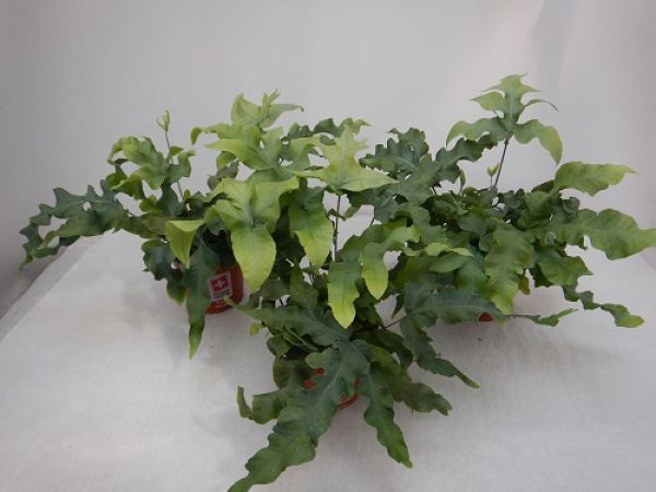 PHLEBODIUM AUREUM MANDAIANUM