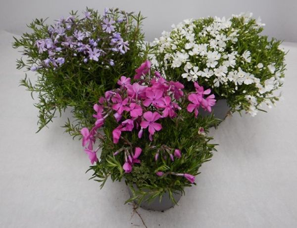 PHLOX SUBULATA