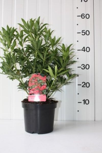 PIERIS FOREST FLAME