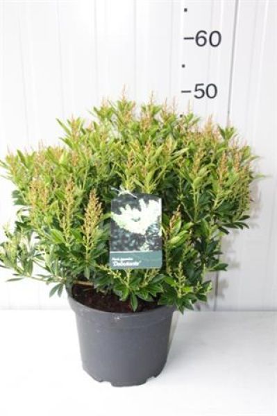 PIERIS JAPONICA DEBUTANTE