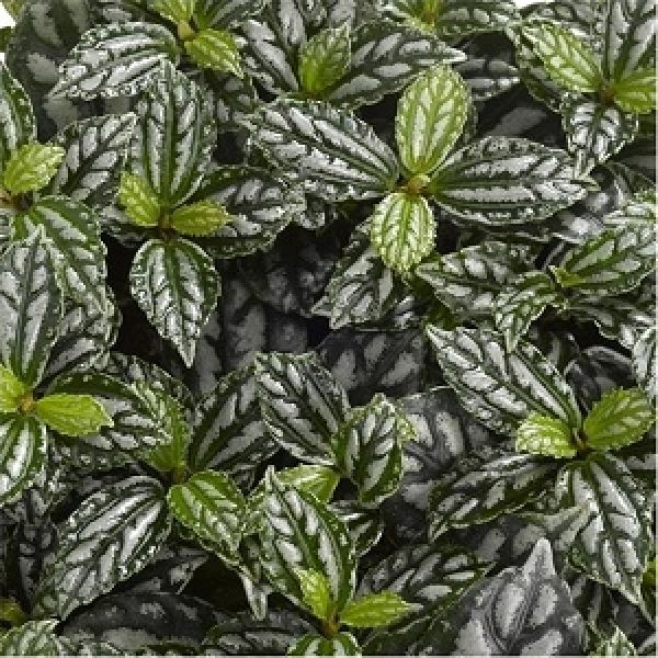 PILEA CADIEREI