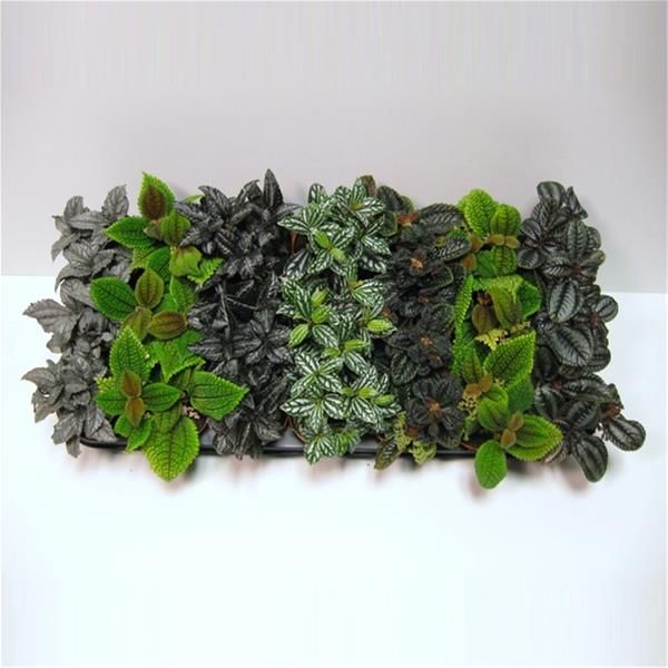 PILEA MIX