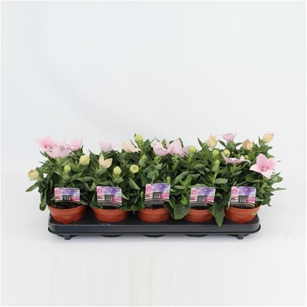 PLATYCODON ROSE