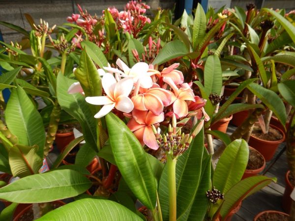 PLUMERIA MIX
