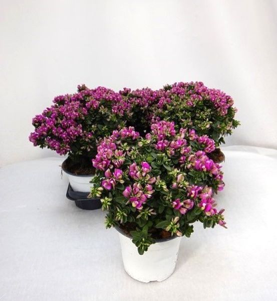 POLYGALA BABY PINK
