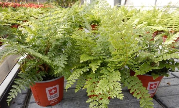 POLYSTICHUM MIX
