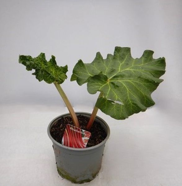 RHEUM RHABARBARUM