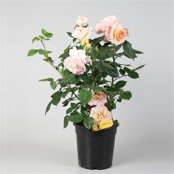 ROSIER AUGUSTA LOUISE