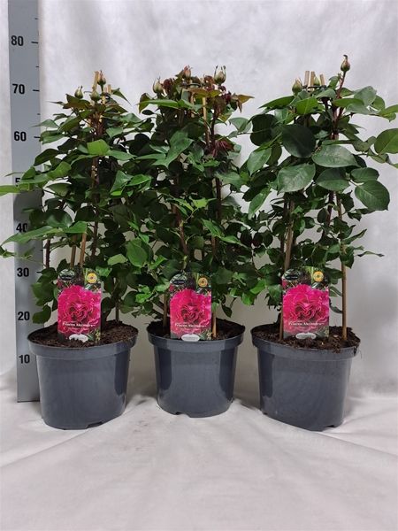 ROSIER PYRAMIDE