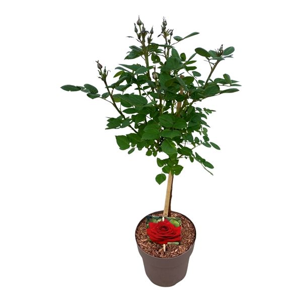 ROSIER ROYAL RED TIGE