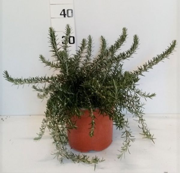 ROSMARINUS PROStT. TOUFFE