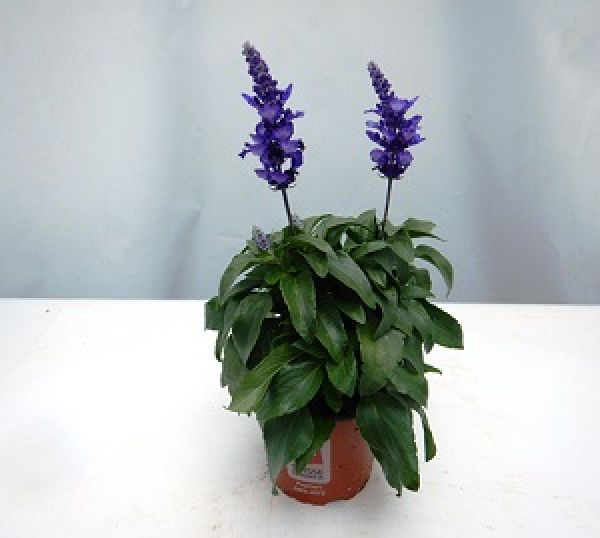 SALVIA FARINACEA