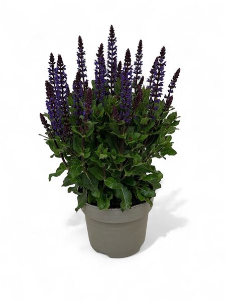 SALVIA NEMEROSA