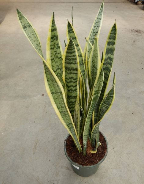 SANSEVERIA LAURENTII