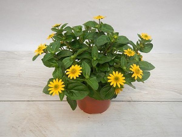 SANVITALIA