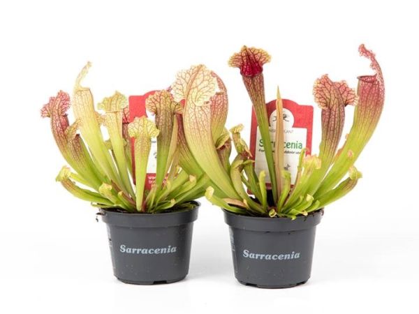 SARRACENIA LEUCOPHYLLA