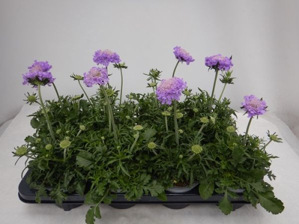 SCABIOSA COLUMBARIA MARIPOSA