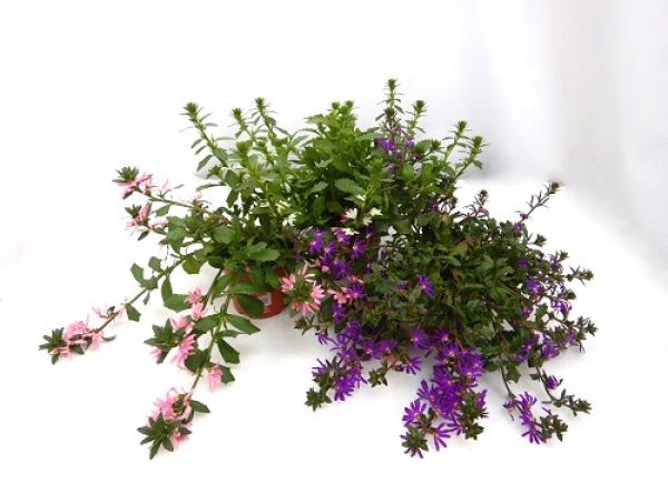 SCAEVOLA