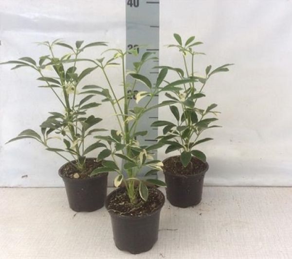 SCHEFFLERA MOONDROP