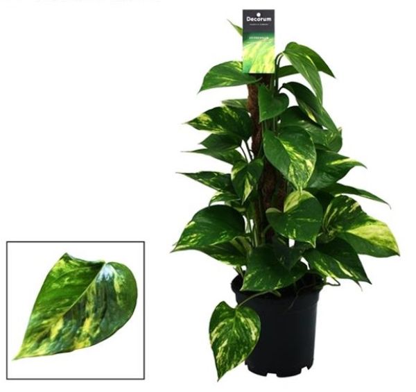 SCINDAPSUS AUREUM