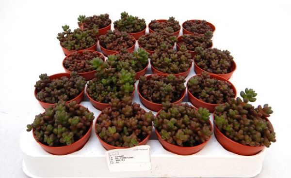 SEDUM RUBROTINCTUM