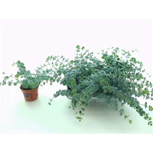 SEDUM SIEBOLDII