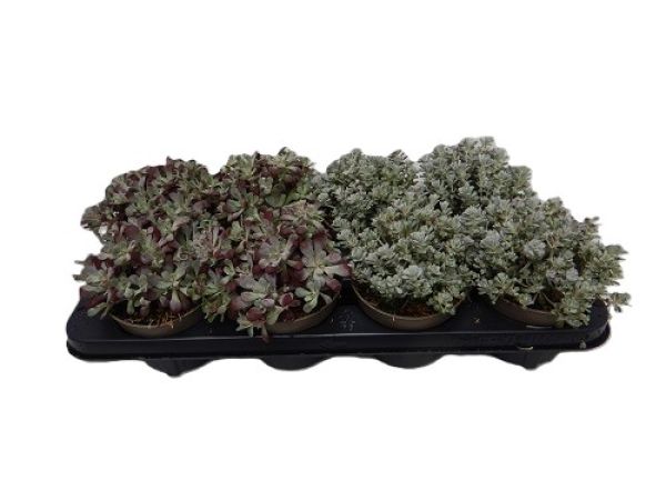 SEDUM SPATHULIFOLIUM