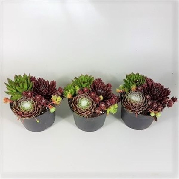 SEMPERVIVUM TRIO