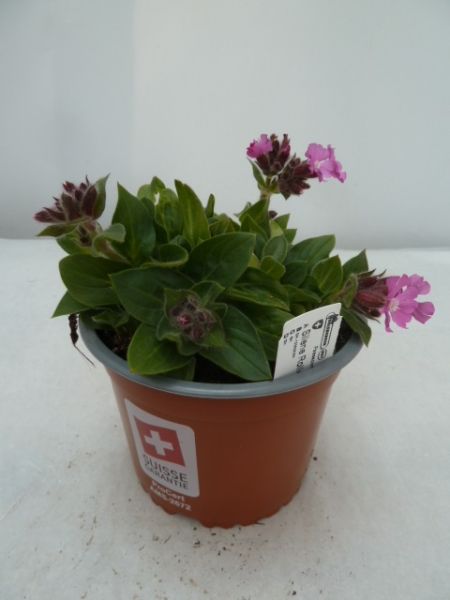 SILENE RUBOTHII' ROLLIES FAVORITE