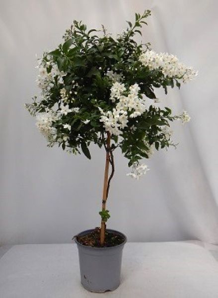 SOLANUM JASMIN. TIGE
