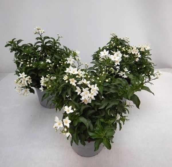 SOLANUM JASMIN. TOUFFE
