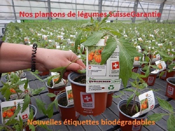 Solanum Lycopers.Tomate Cerise