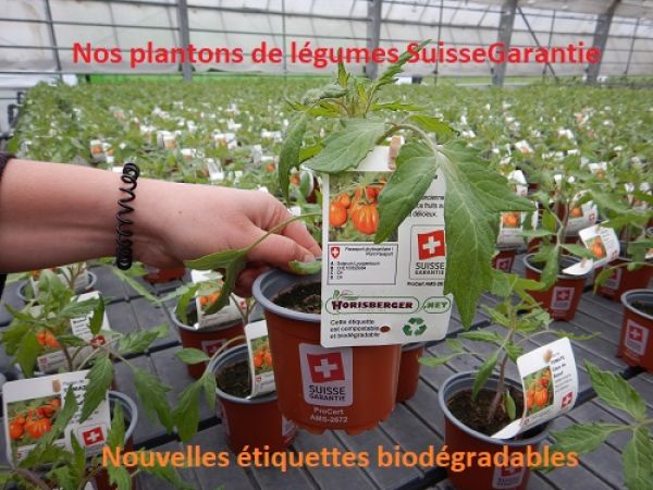 Solanum Lycopers.TOMATE San Marzano