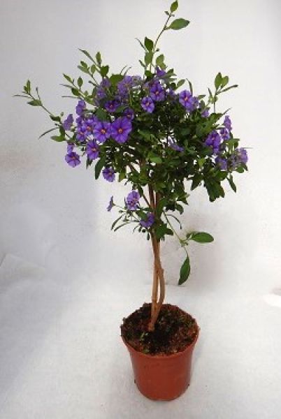 SOLANUM RANTONETII TIGE