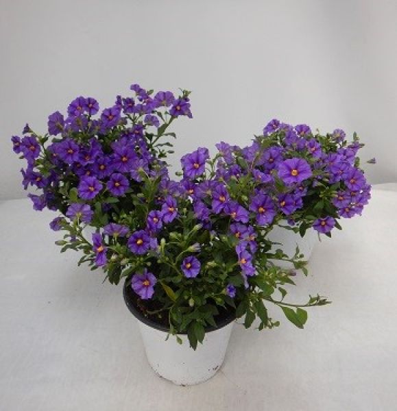 SOLANUM RANTONETII TOUFFE