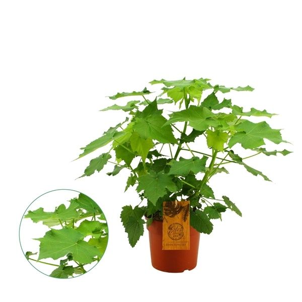 SPARMANNIA AFRICANA