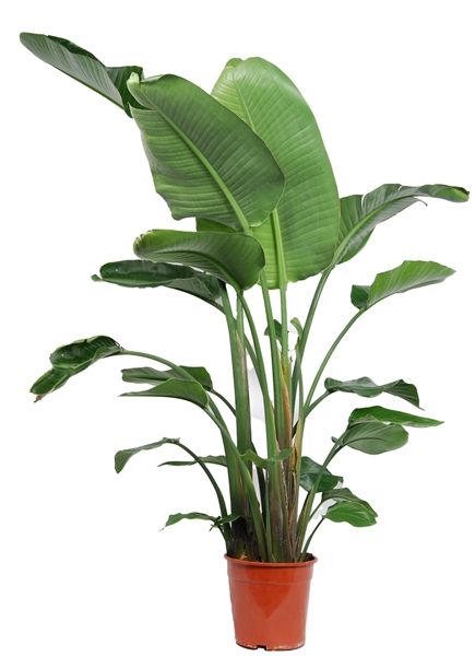 STRELITZIA NICOLAI