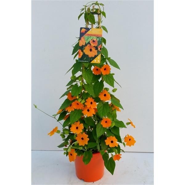 THUNBERGIA ALATA
