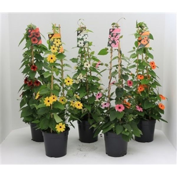 THUNBERGIA ALATA