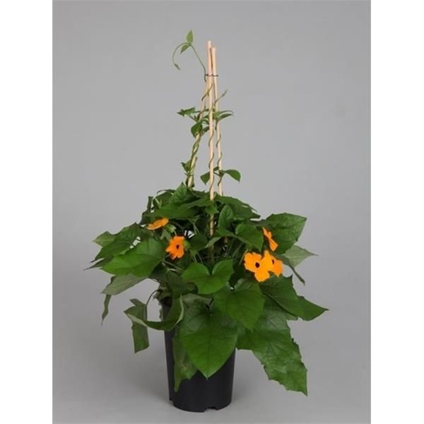 THUNBERGIA ALATA