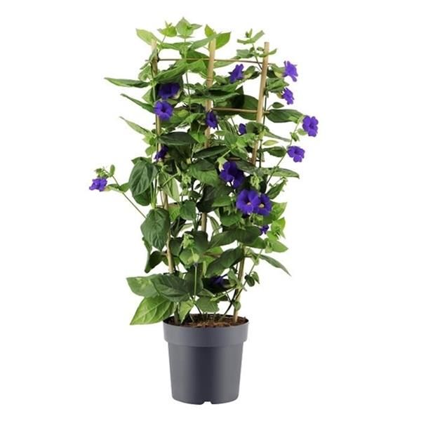 THUNBERGIA BATISCOMBEI