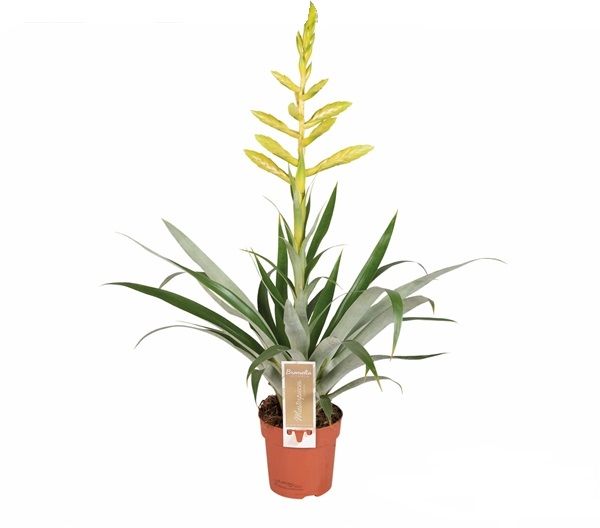 TILLANDSIA CYANEA OESTERDIANA