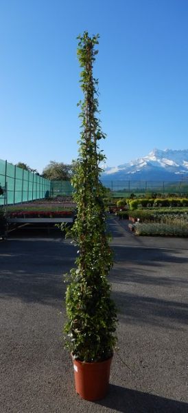 TRACHELOSPERMUM JASMINOIDE