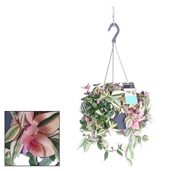 TRADESCANTIA QUADRICOLOR