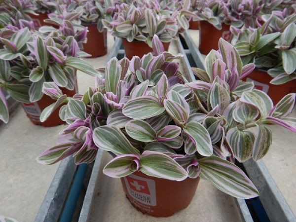 TRADESCANTIA SWEETNESS